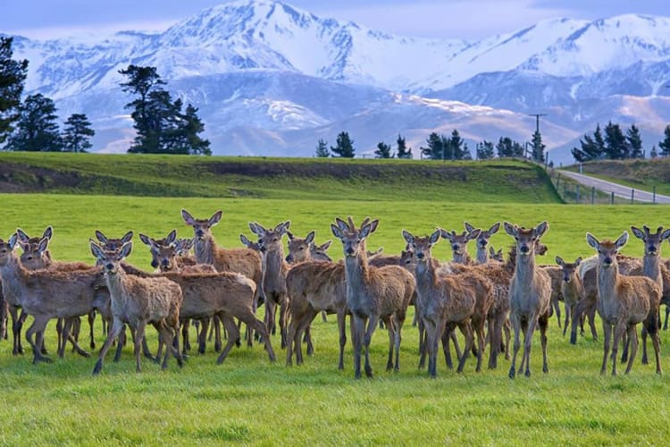 Local Wildlife